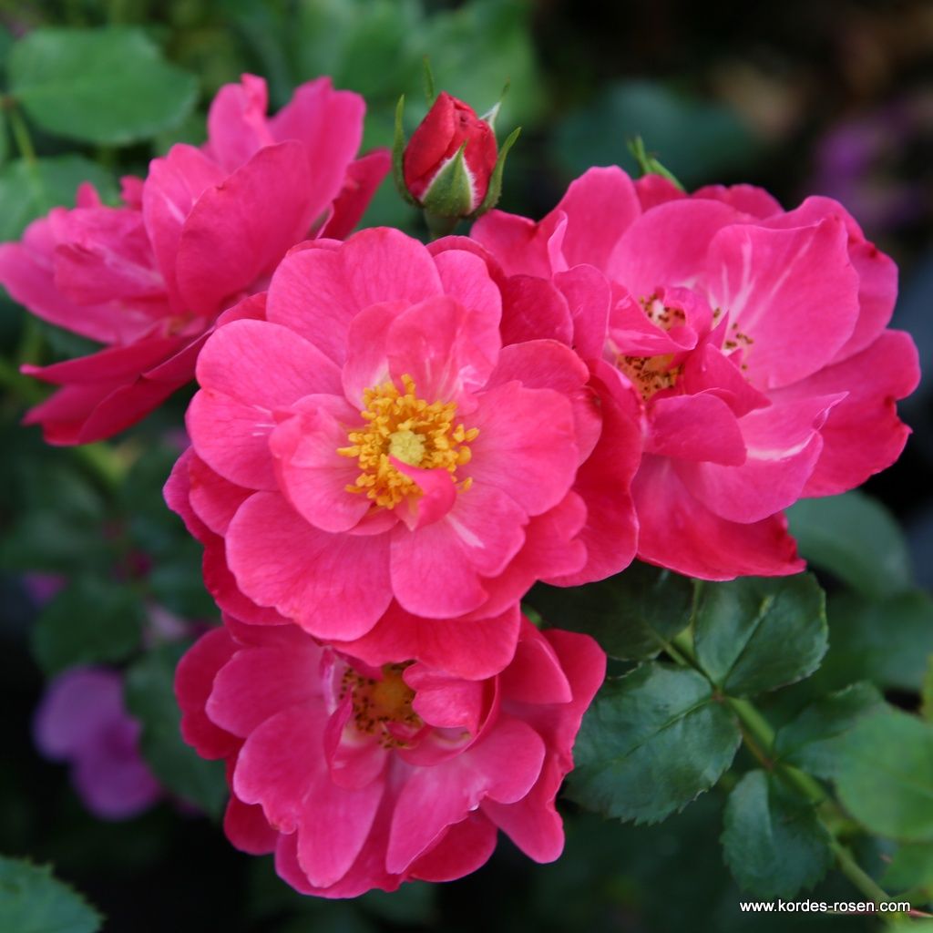Hotline® | Kordes Rosen