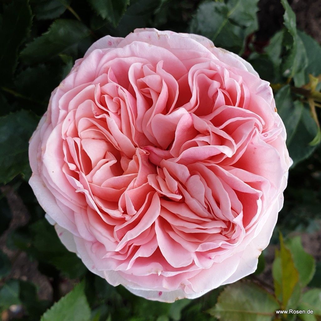 Amorosa® | Kordes Rosen