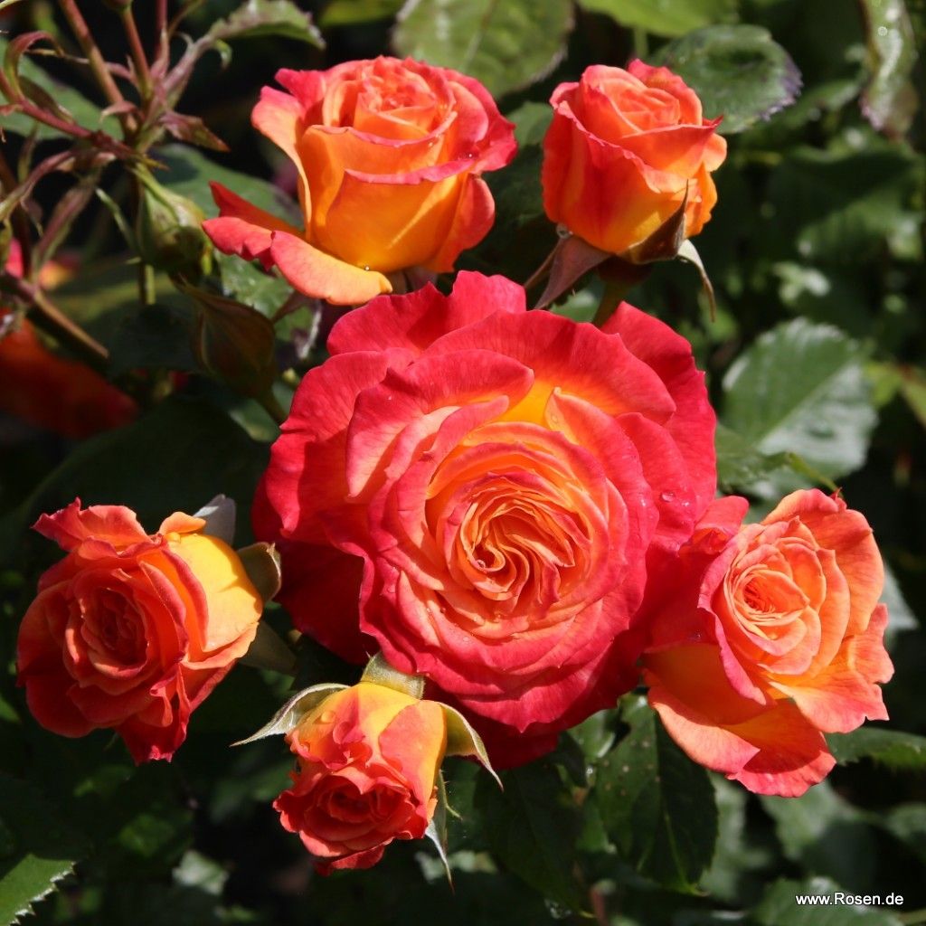 Gartenspaß | Kordes Rosen