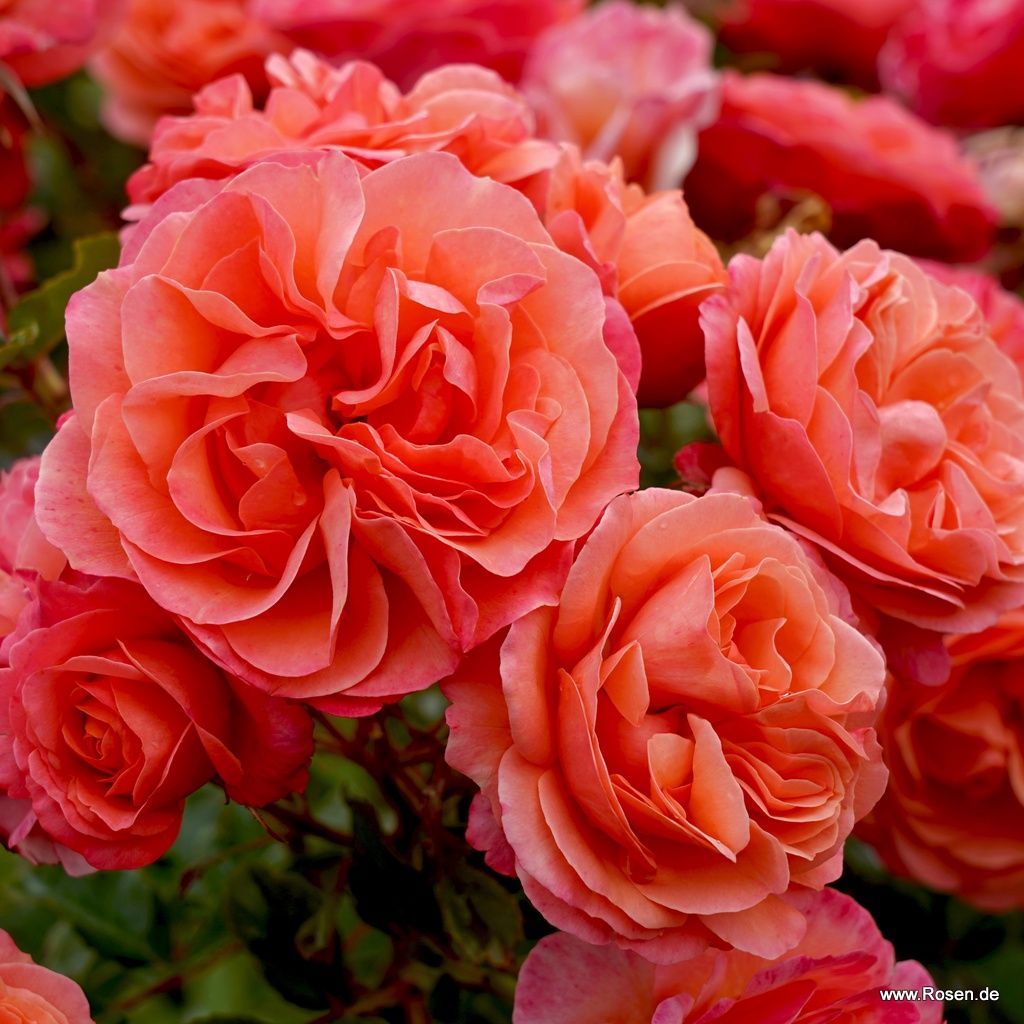 Coral Lions-Rose® | Kordes Rosen