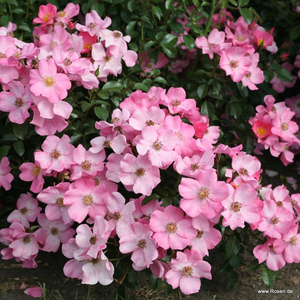 Fortuna® | Kordes Rosen