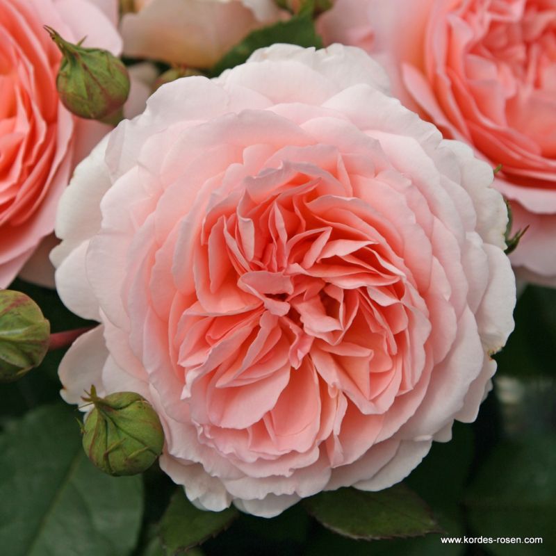 Schöne vom See Kordes Rosen