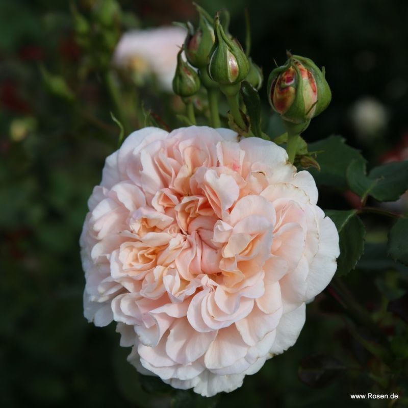 Strauchrosen Kordes Rosen
