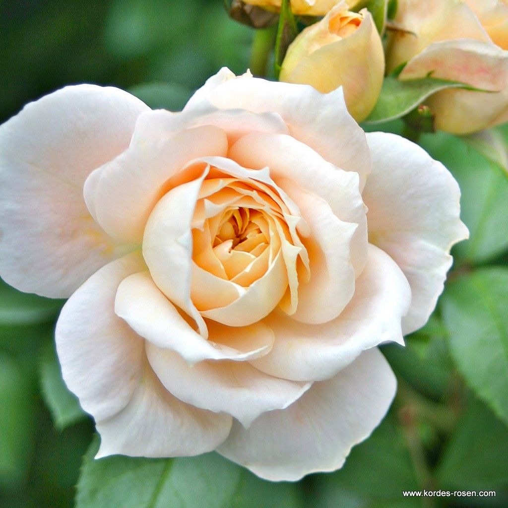 Lions-Rose® | Kordes Rosen
