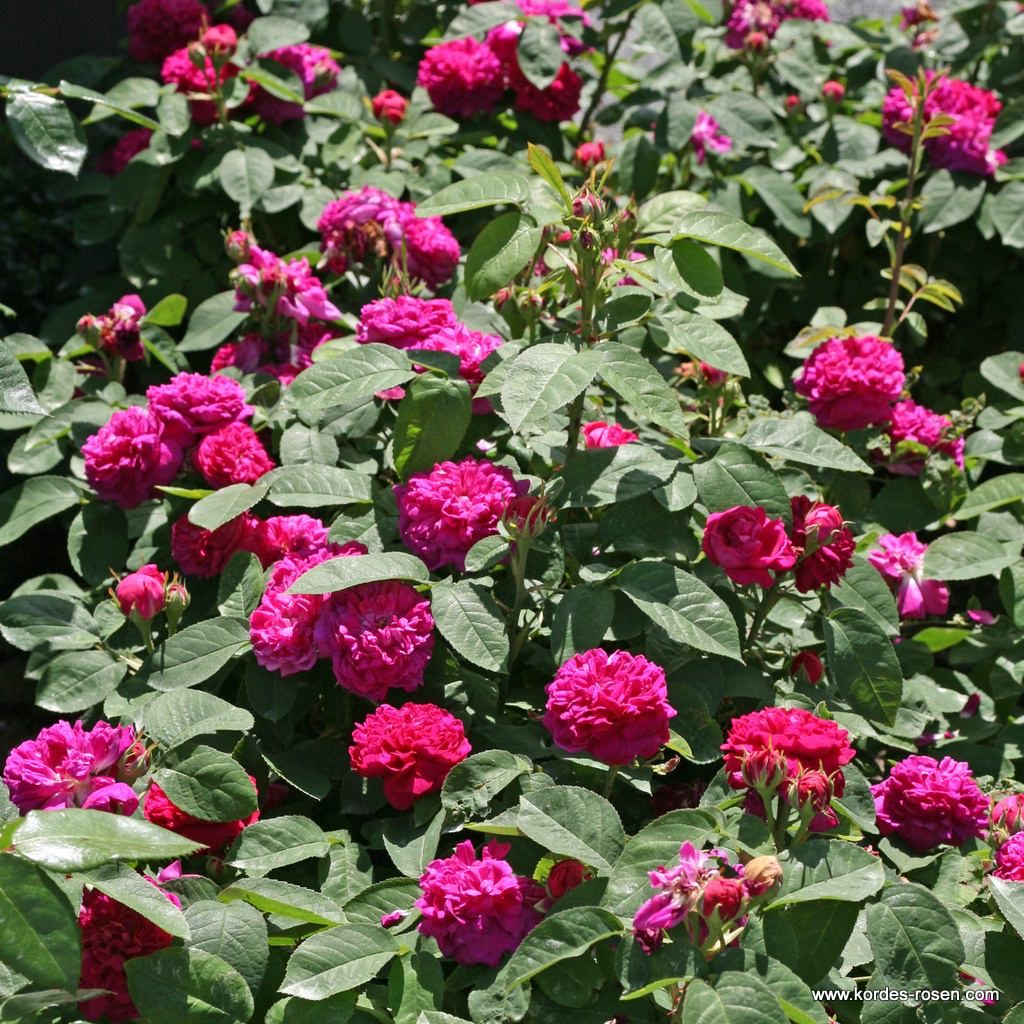 Rose de Resht | Kordes Rosen