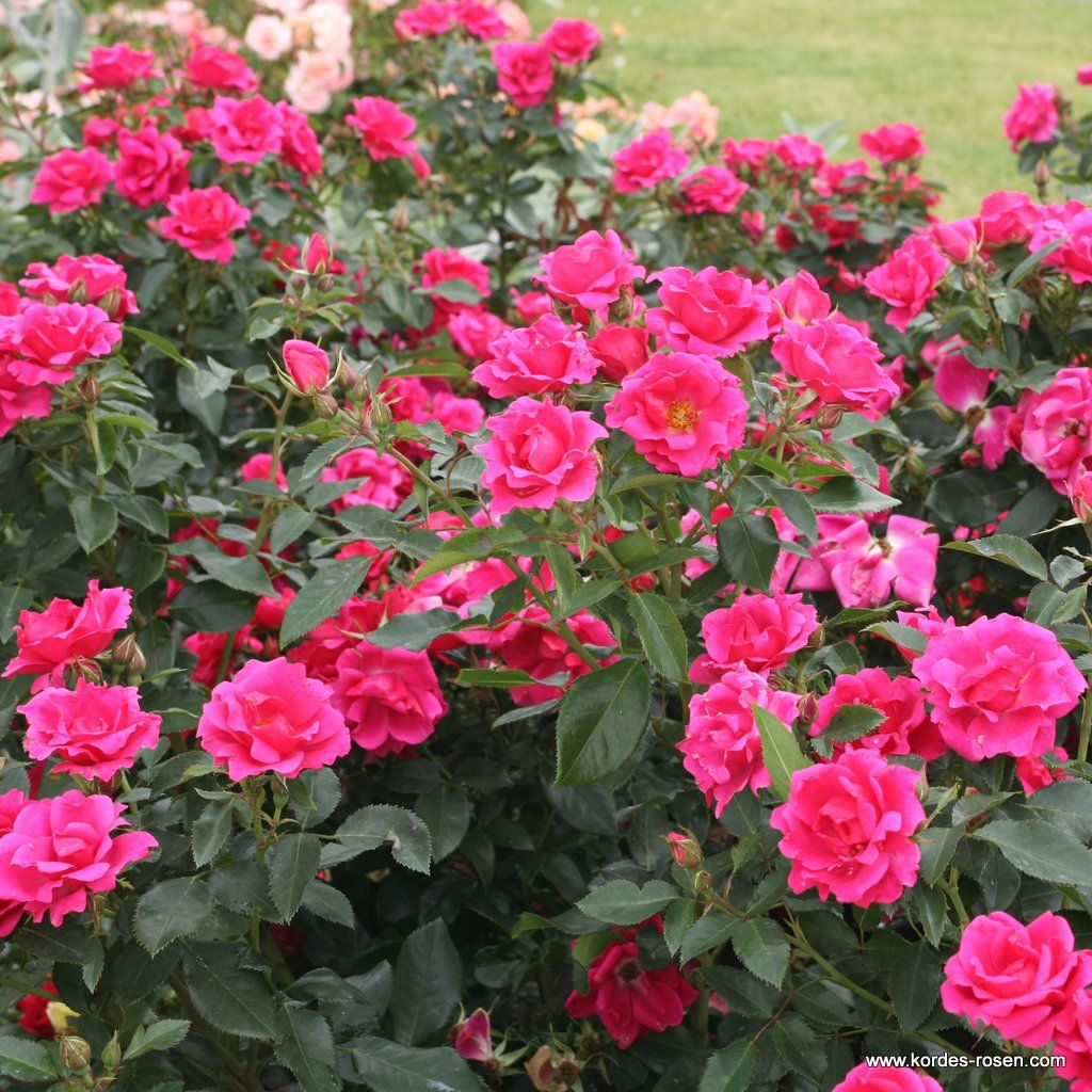 Gartenfreund® | Kordes Rosen