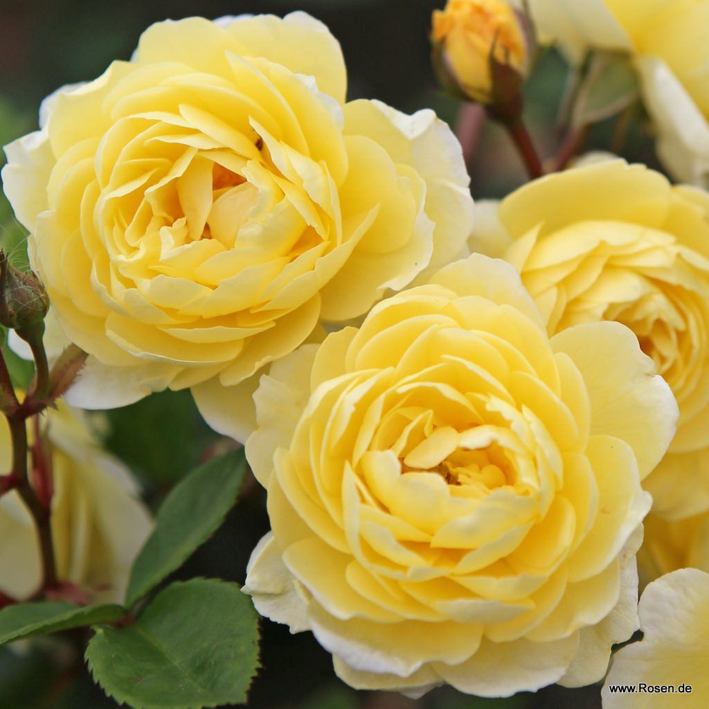 Siluetta® | Collections | Garden roses | Kordes Rosen