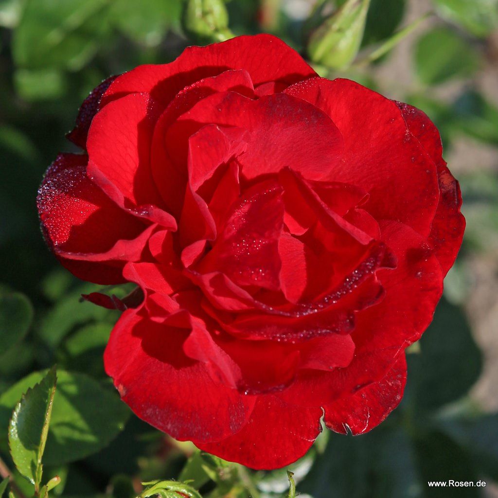 ADR-Rosen / ROSELAX® Rosen | Kordes Rosen