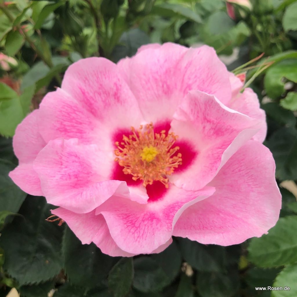 Schöne vom See Kordes Rosen