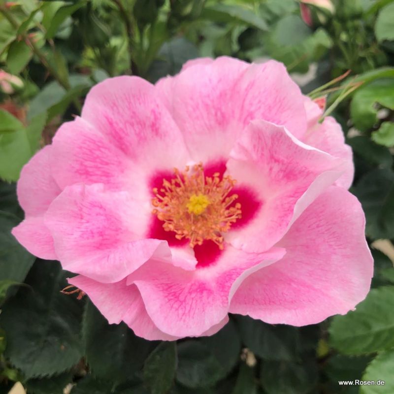 Kordes GartenrosenKatalog Kordes Rosen