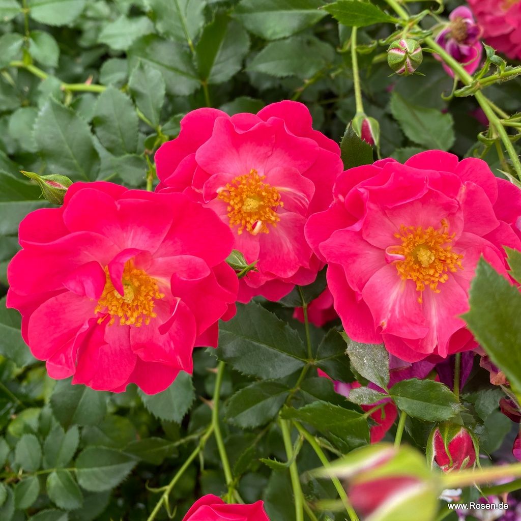 Hotline® | Kordes Rosen