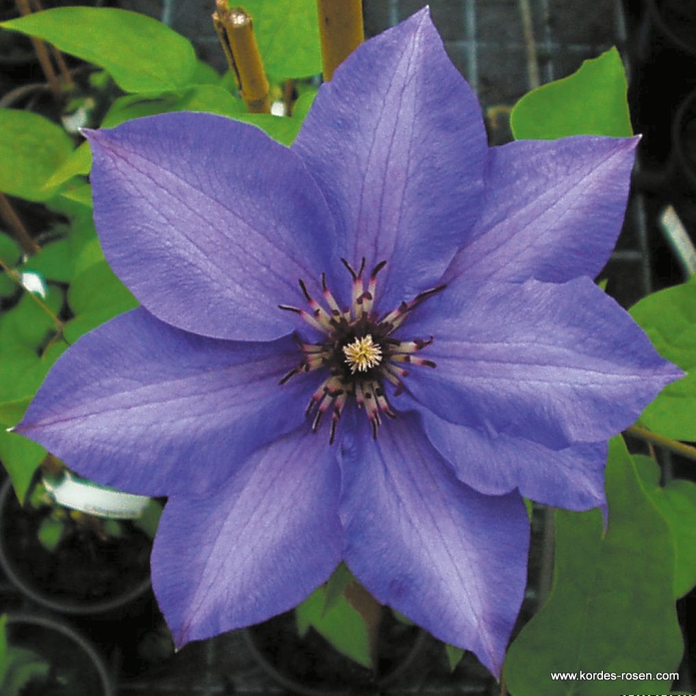 Clematis 'Königskind®' | Kordes Rosen