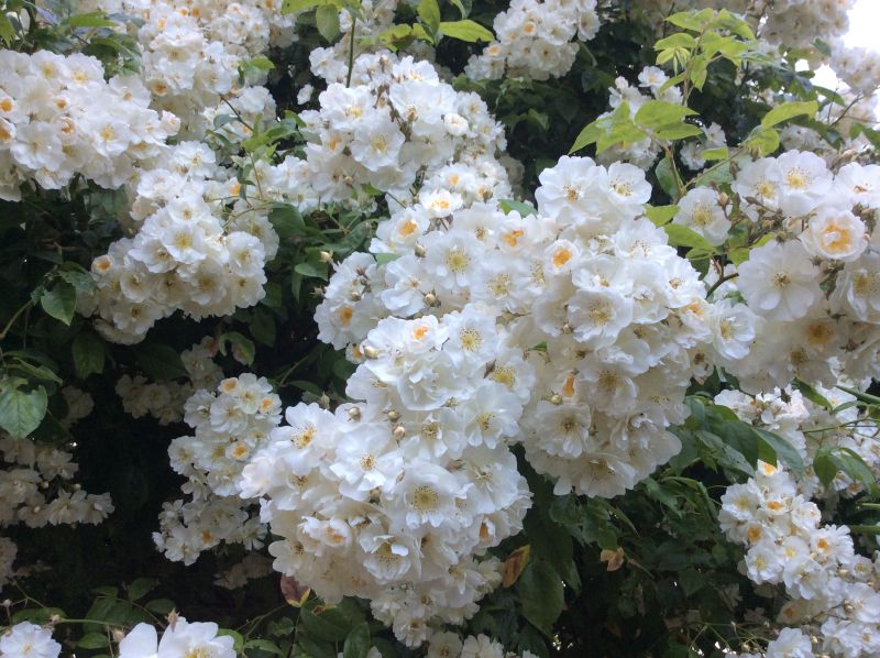Bobbie James | Kordes Rosen