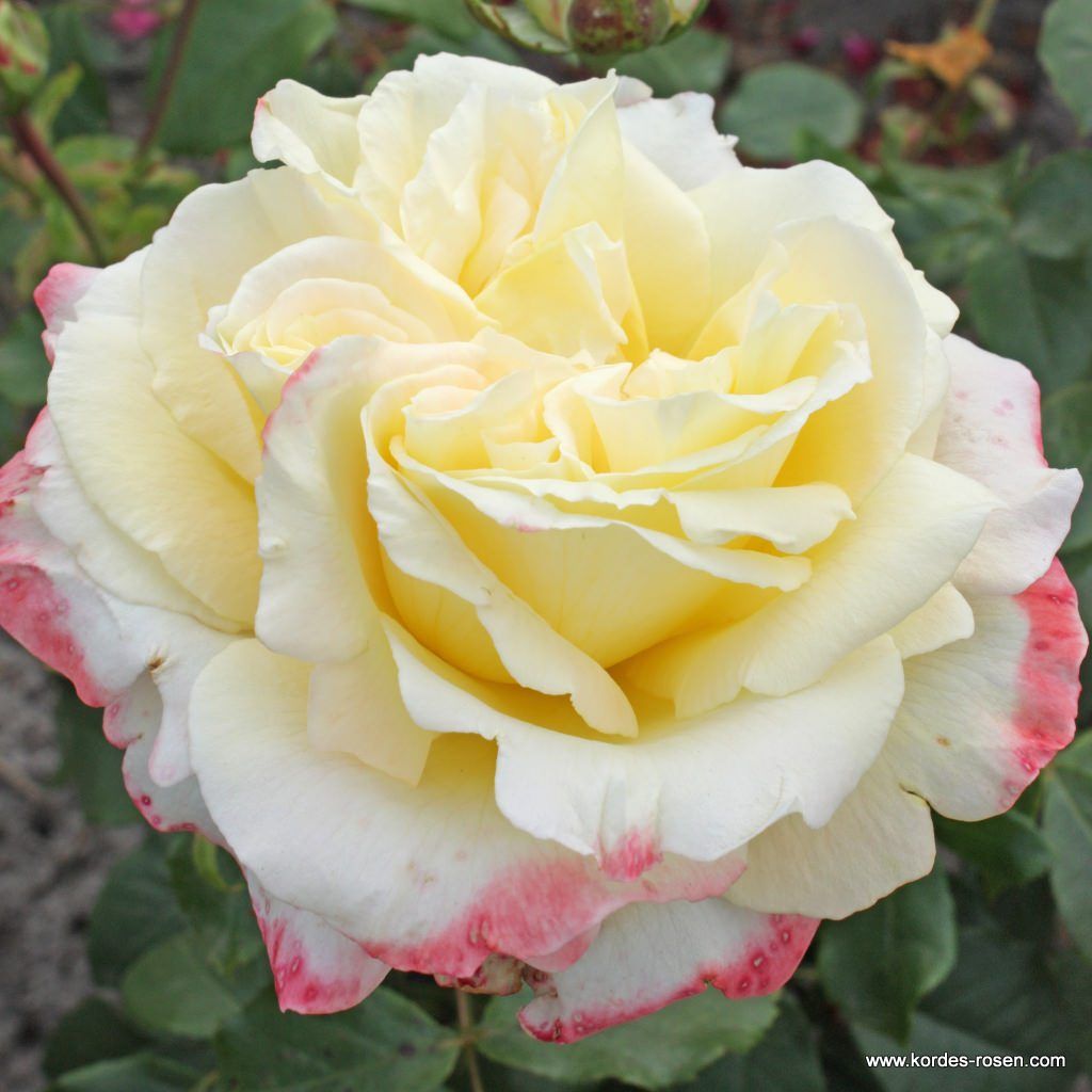 Collections | Garden roses | Kordes Rosen
