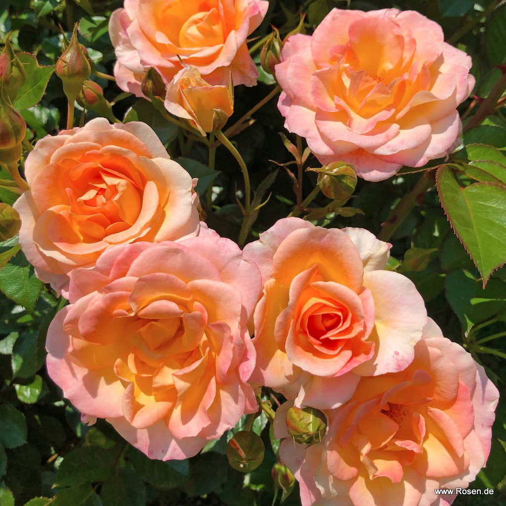 Dekora® | Kordes Rosen
