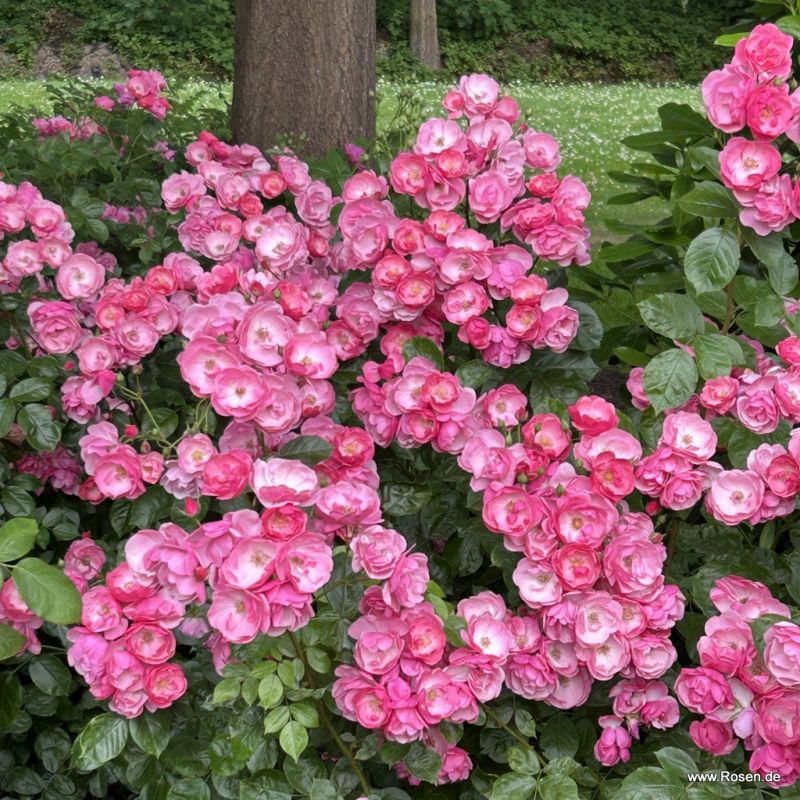 Angela® | Kordes Rosen