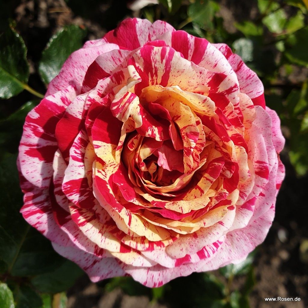 Abracadabra® | Kordes Rosen