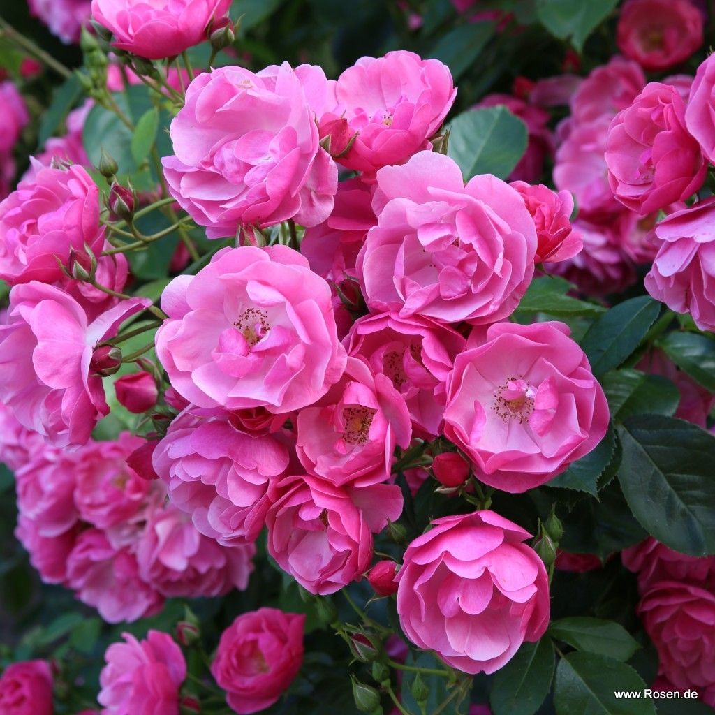 Garden roses | Kordes Rosen