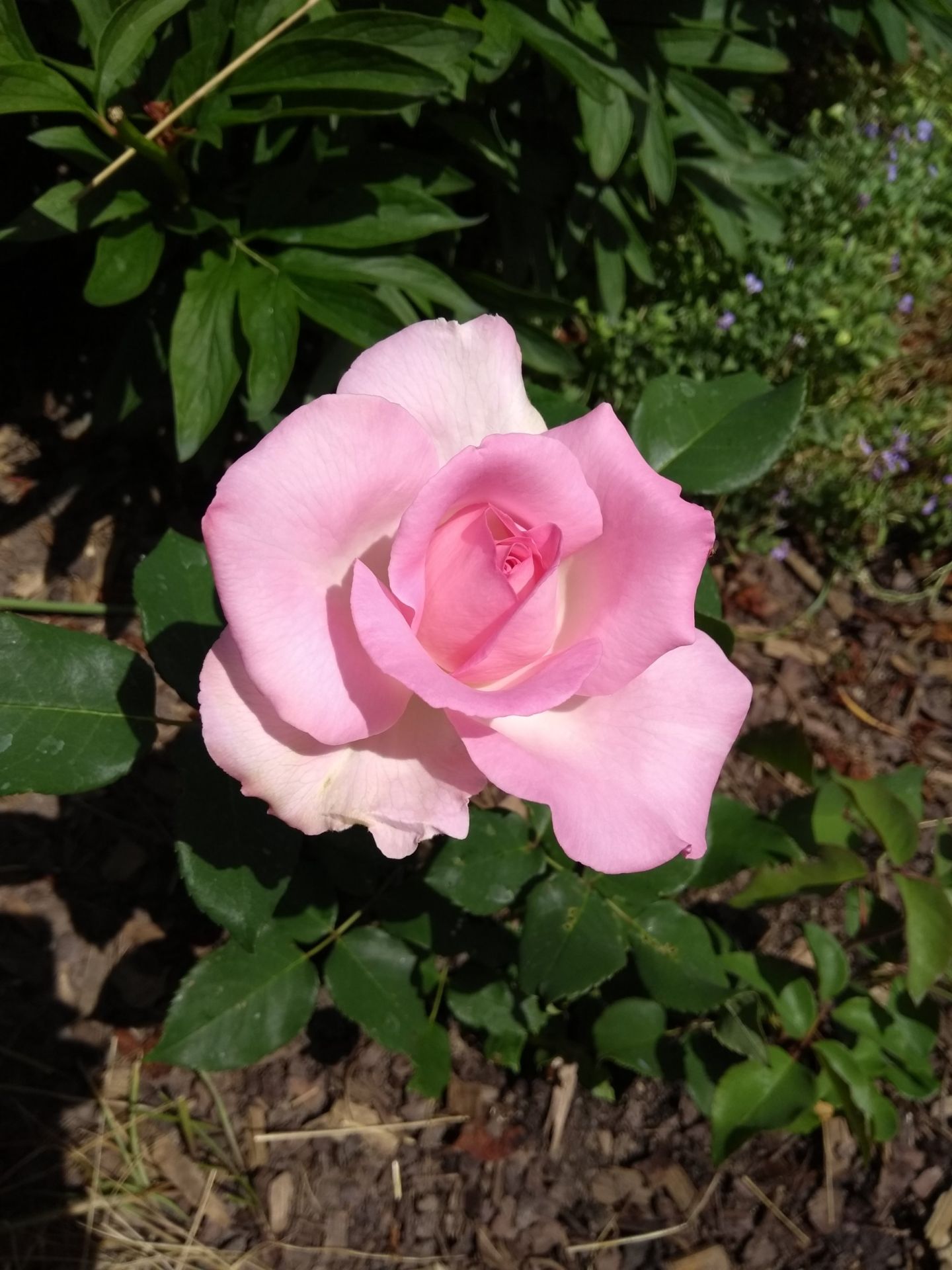 Beverly® | Kordes Rosen