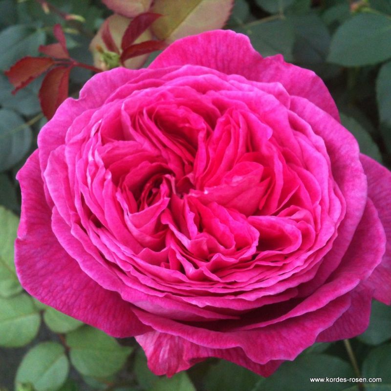 Kordes GartenrosenKatalog Kordes Rosen