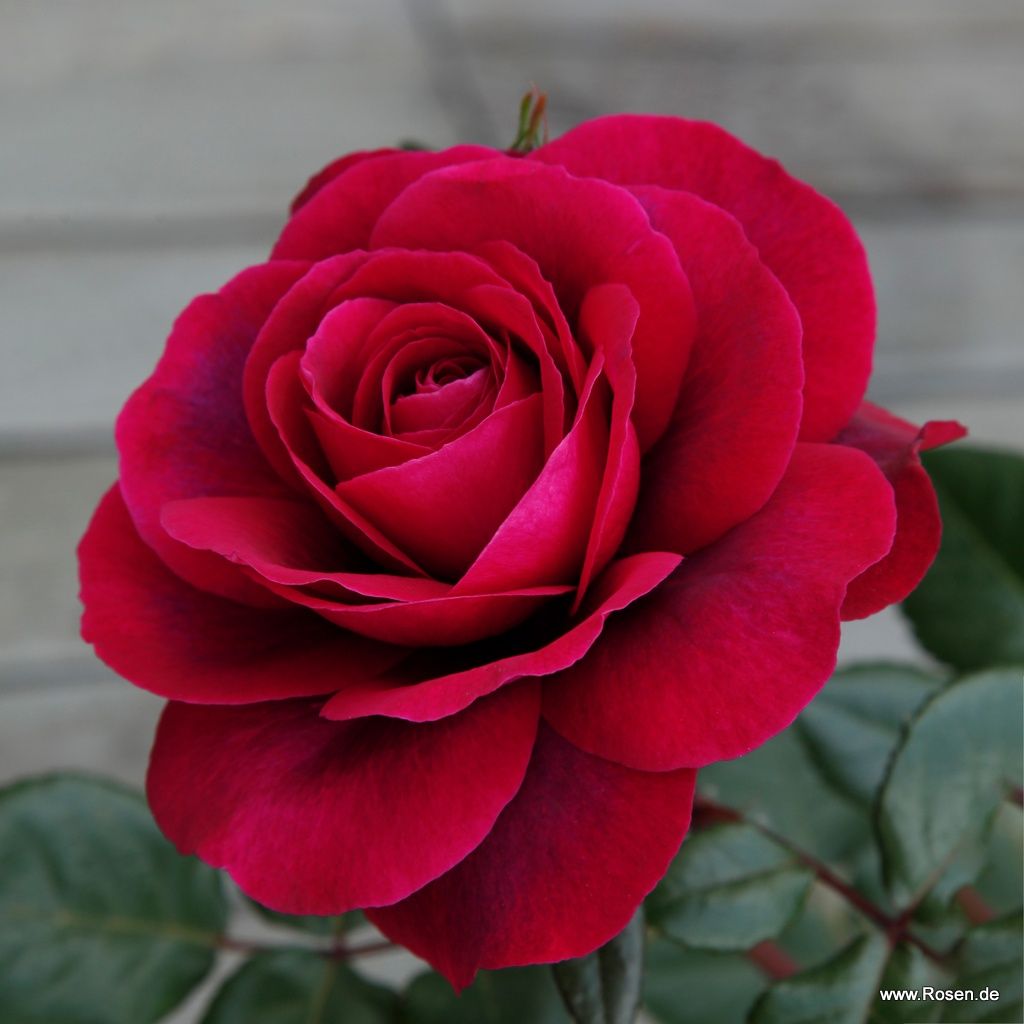 Bellevue® | Kordes Rosen