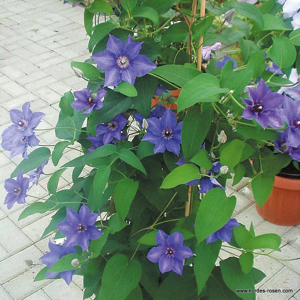 Clematis 'Königskind®' | Kordes Rosen