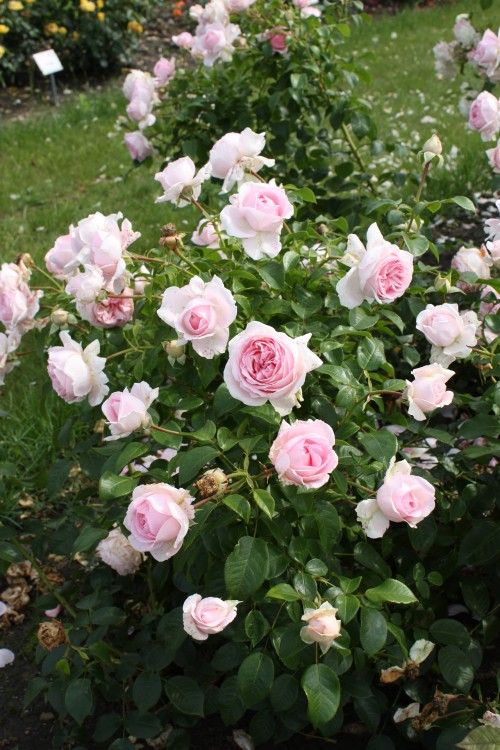 Strauchrosen Kordes Rosen