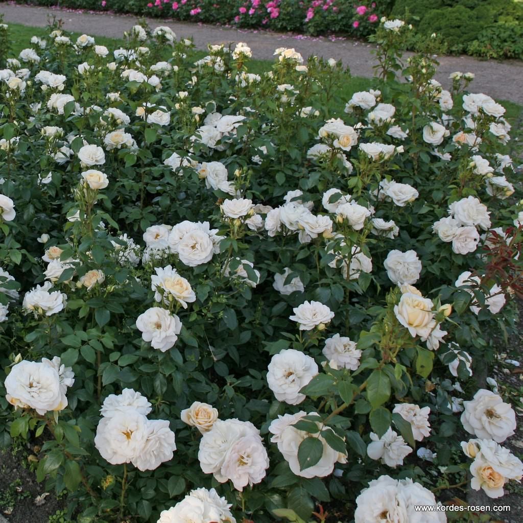 Lions-Rose® | Kordes Rosen