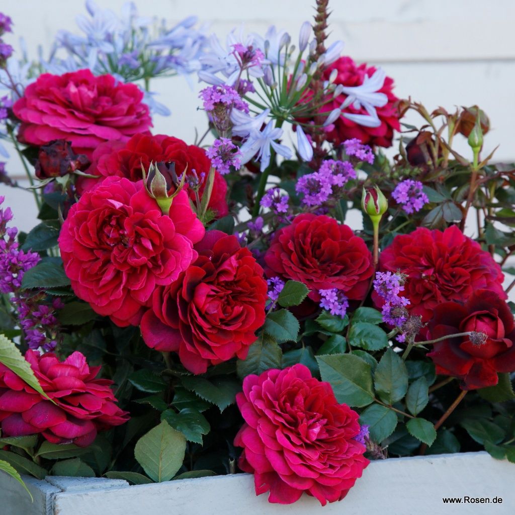 Bellevue® | Kordes Rosen