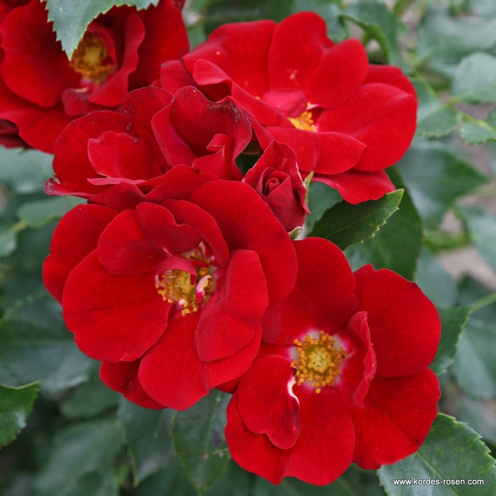Kordes‘ Klima-Rosen® - hitzetolerante Rosen | Kordes Rosen