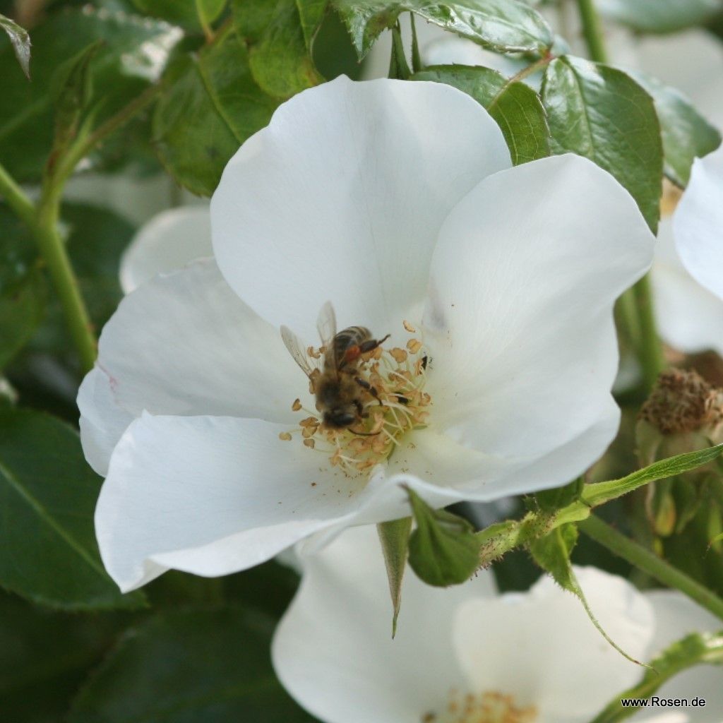 Escimo® | Kordes Rosen
