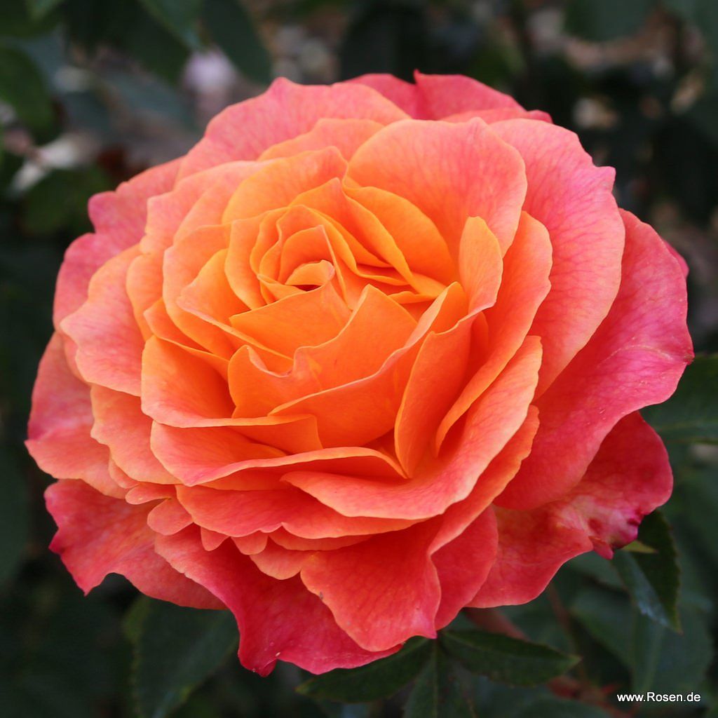 Nostalgie® | Kordes Rosen
