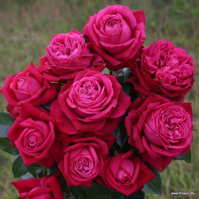 Ruby Kiss® Rose | Kordes Rosen