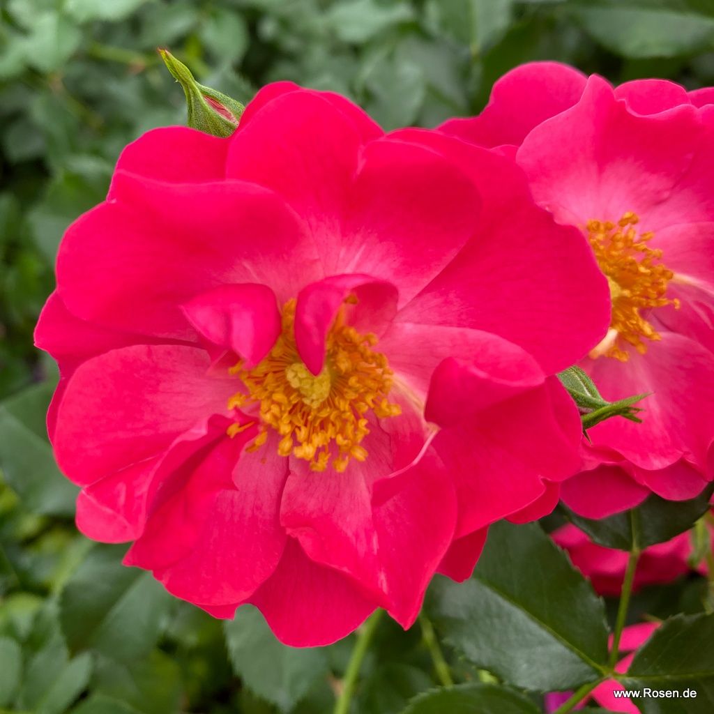 Hotline® | Kordes Rosen