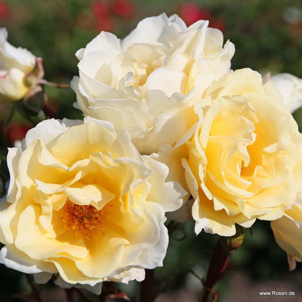 Floribunda Roses | Shop By Type | Garden roses | Kordes Rosen