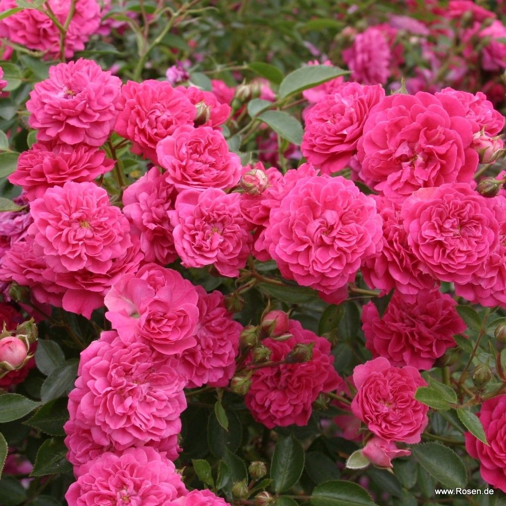Roxy® | Kordes Rosen