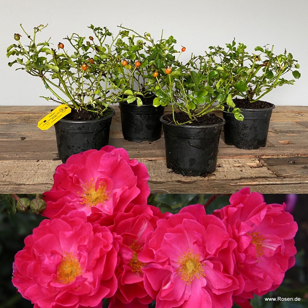Rosiers ADR / ROSELAX® | Types de rosiers | Rosiers jardin | Kordes Rosen