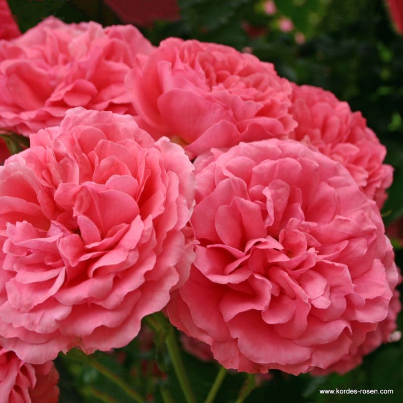 Strauchrosen Kordes Rosen
