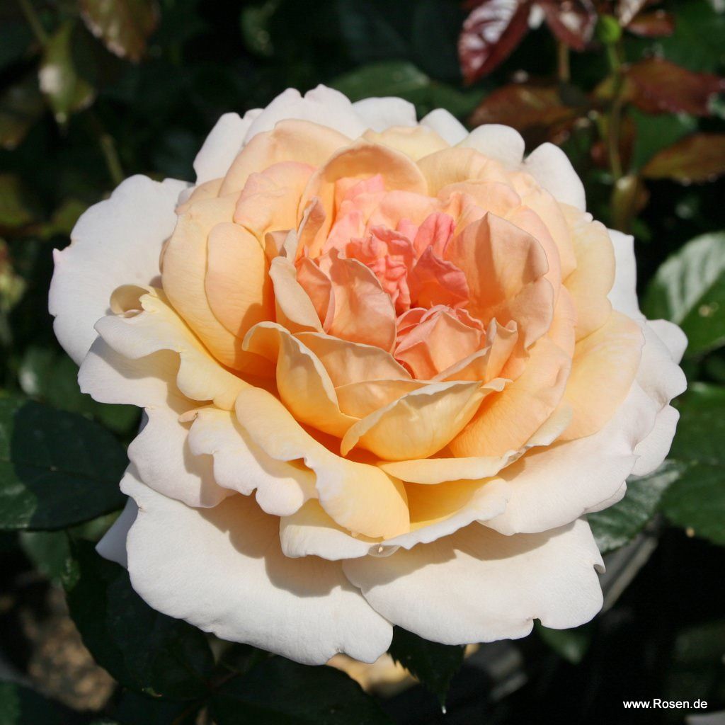 Parfuma® | Collections | Garden roses | Kordes Rosen