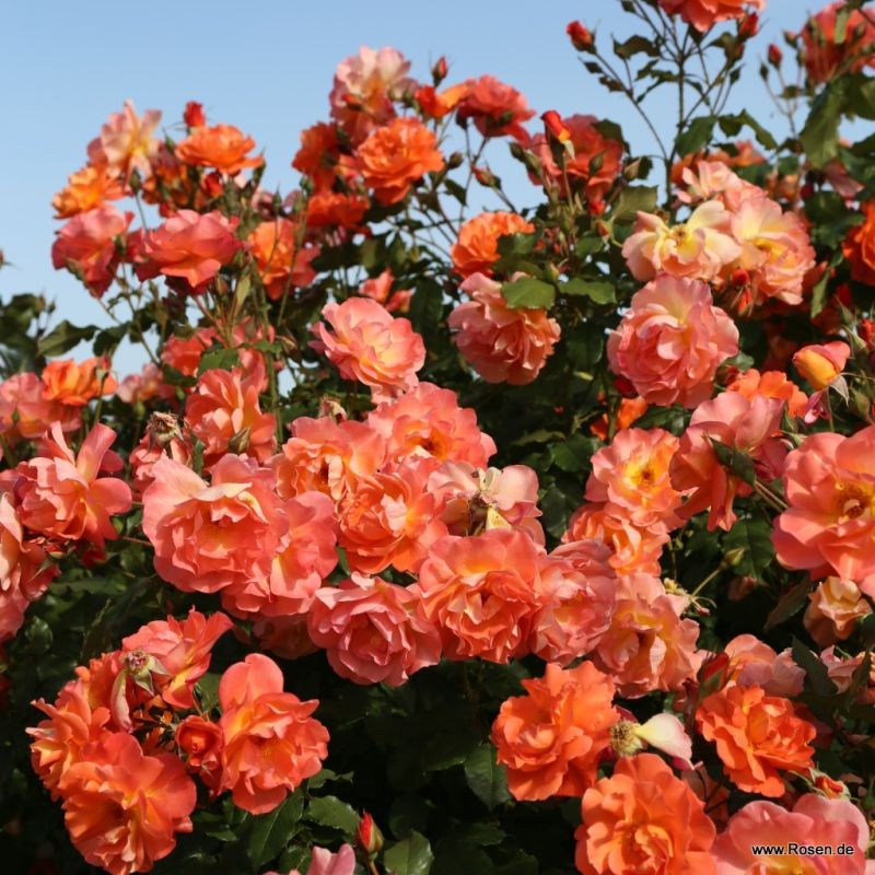 Westerland® | Kordes Rosen
