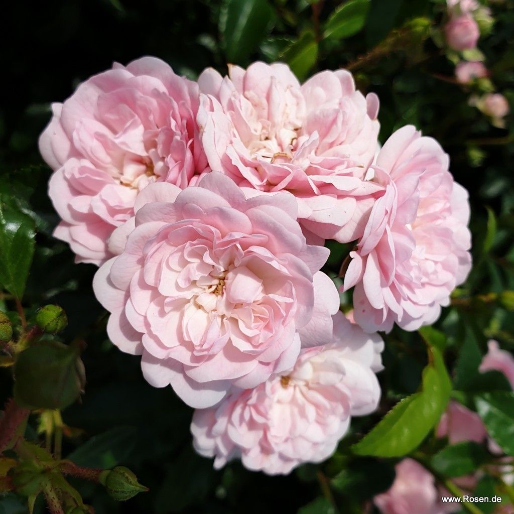 The Fairy | Kordes Rosen