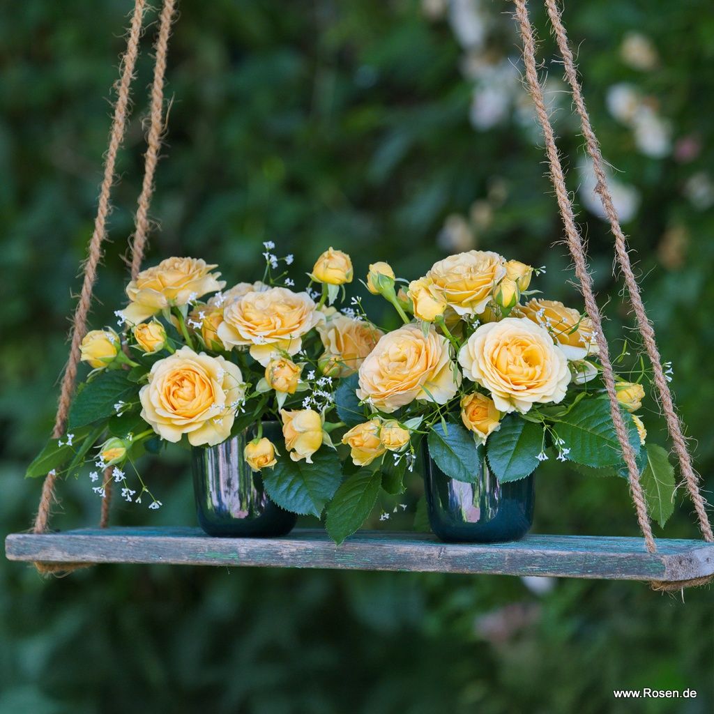 Spotlight® | Kordes Rosen