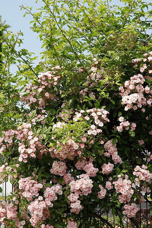 Rambler / Ramblerrosen | Kordes Rosen