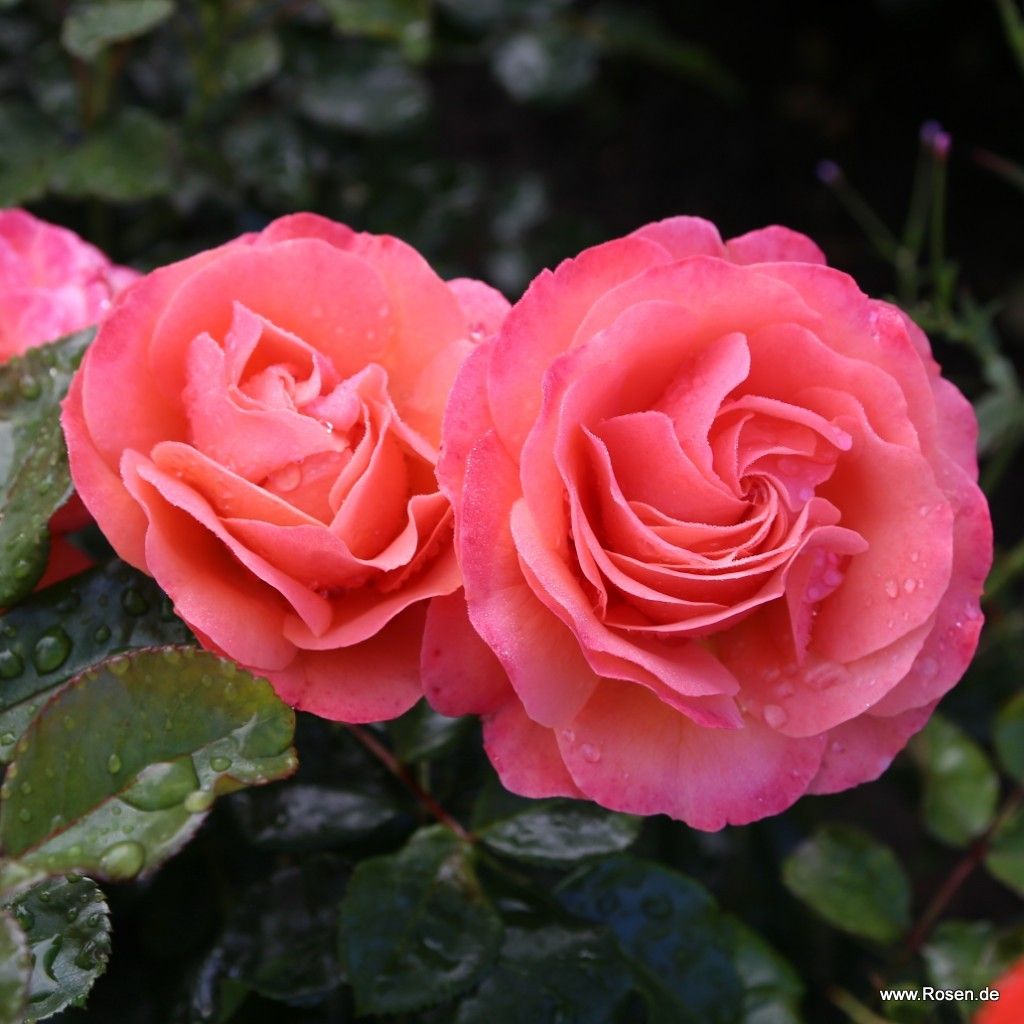 Coral Lions-Rose® | Kordes Rosen