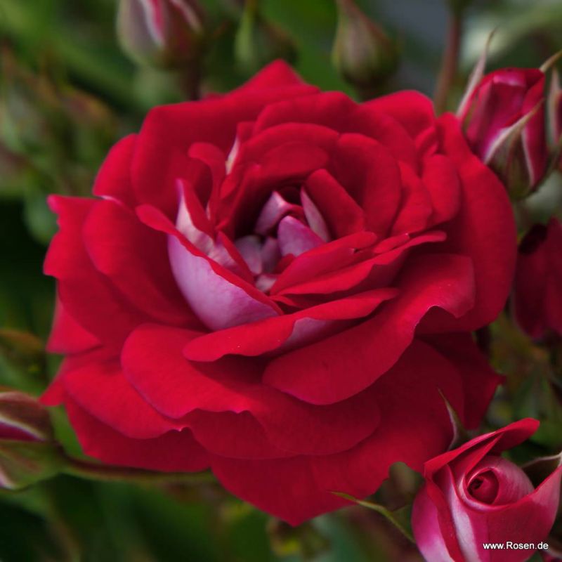 Rosen für den Balkonkasten Rosa Balkonia Kordes Rosen