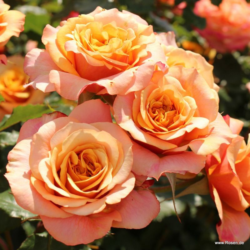 Strauchrosen Kordes Rosen