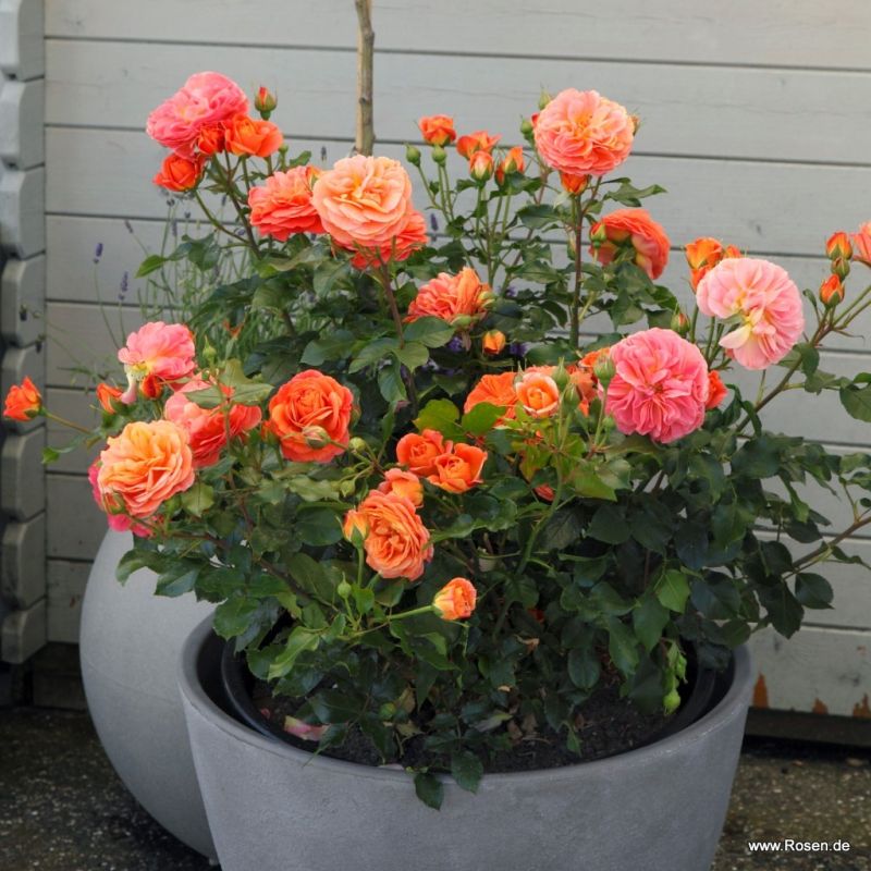 Phoenix® | Kordes Rosen