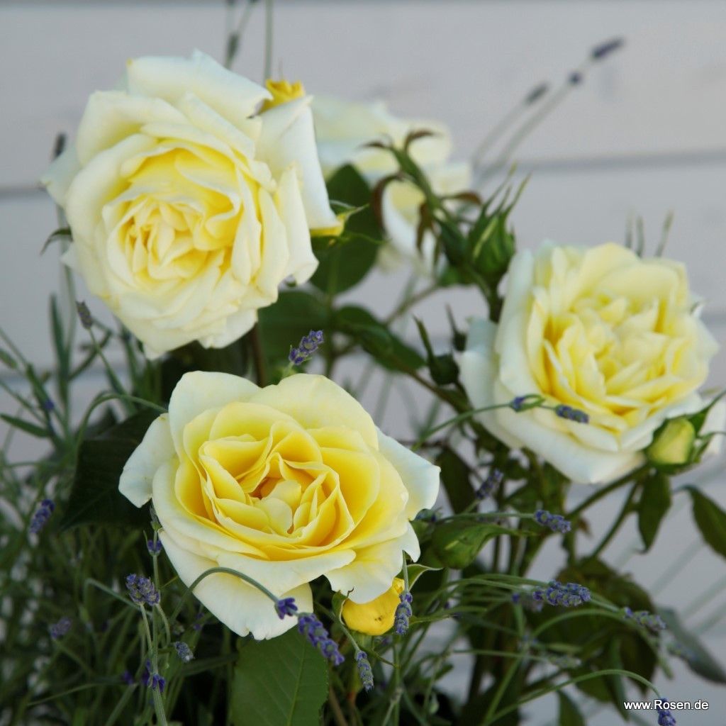 Limona® | Kordes Rosen