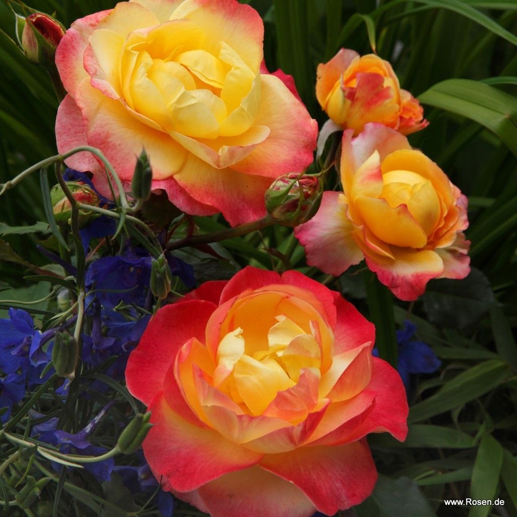 Flaming Star® | Kordes Rosen