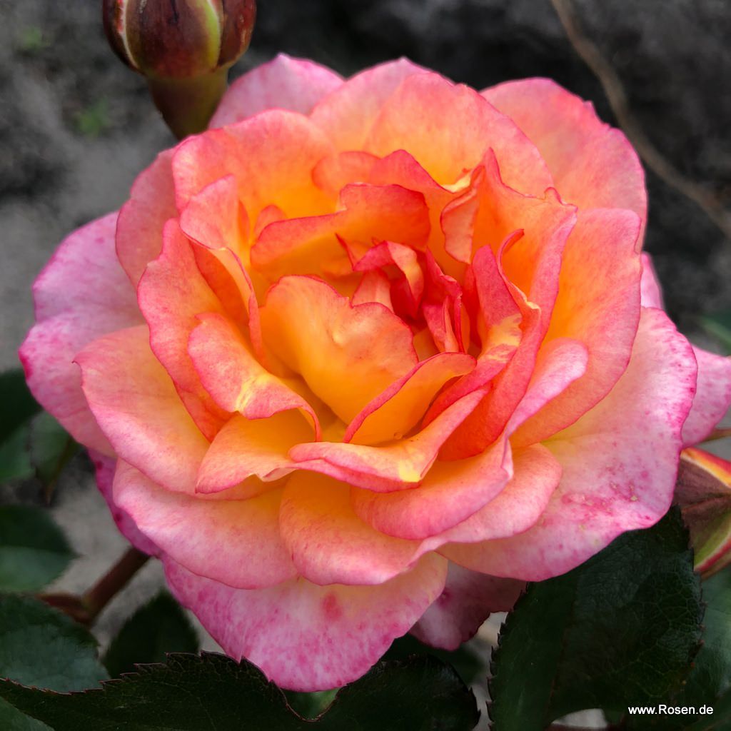 Strauchrosen Kordes Rosen